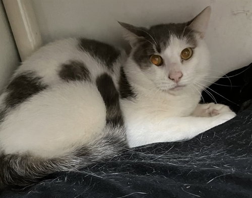DAVE, a cat for adoption from Animal Rescue League of Boston - Headquarters