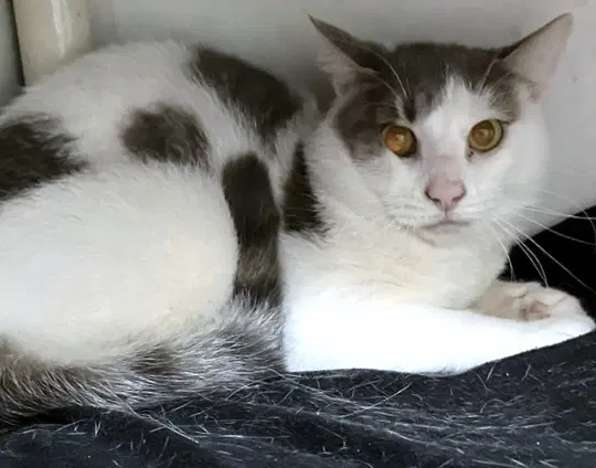 Dave - Domestic Short Hair