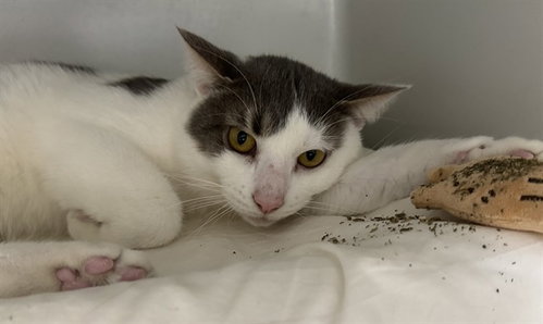 Dave, Domestic Short Hair (medium coat)