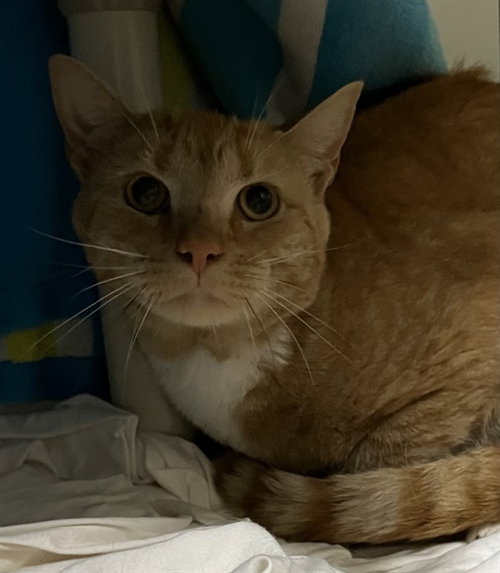 PURRCY, a cat for adoption from Animal Rescue League of Boston - Headquarters