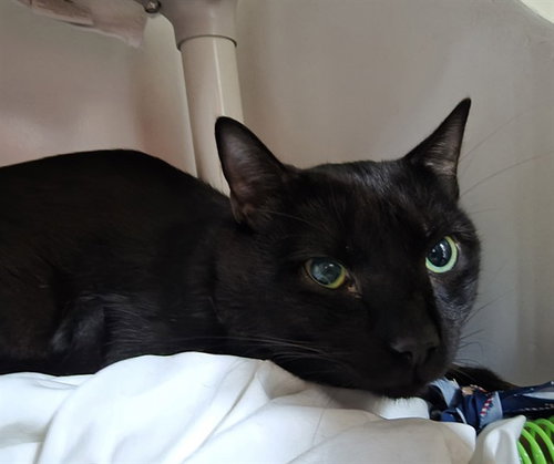 MARCUS, a cat for adoption from Animal Rescue League of Boston - Headquarters