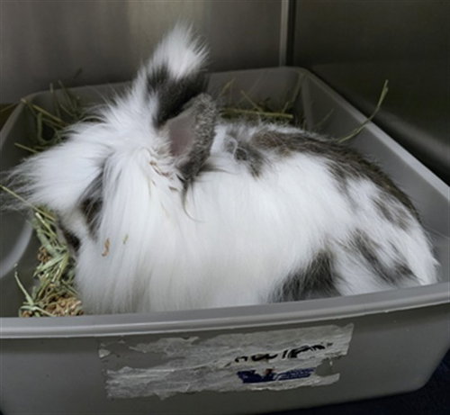 MARV, a rabbit for adoption from Animal Rescue League of Boston - Headquarters
