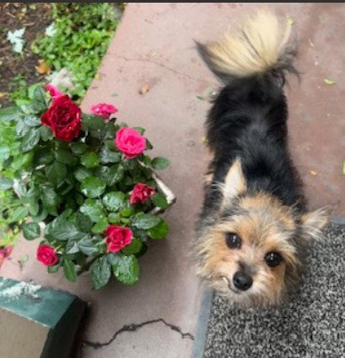 Sophia, Yorkshire Terrier Yorkie