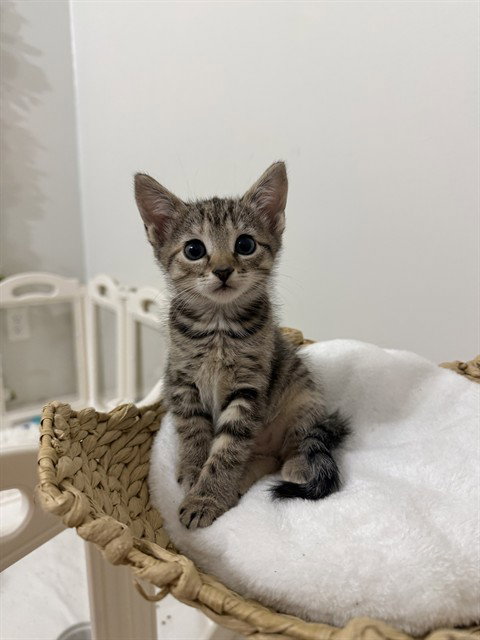 Clara, Domestic Short Hair
