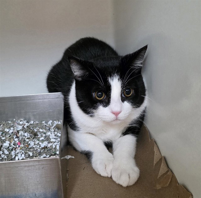 Sebastian, Domestic Short Hair