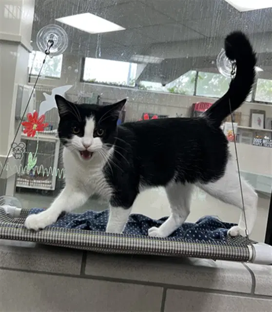 Sebastian - Domestic Short Hair