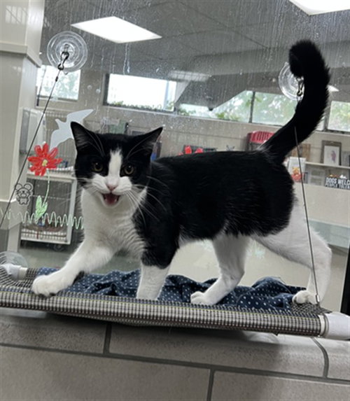 Sebastian, Domestic Short Hair (medium coat)