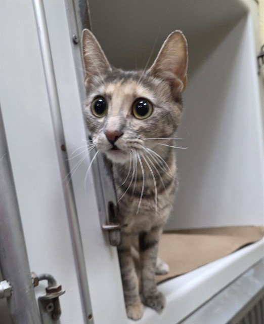 Luna, Domestic Short Hair