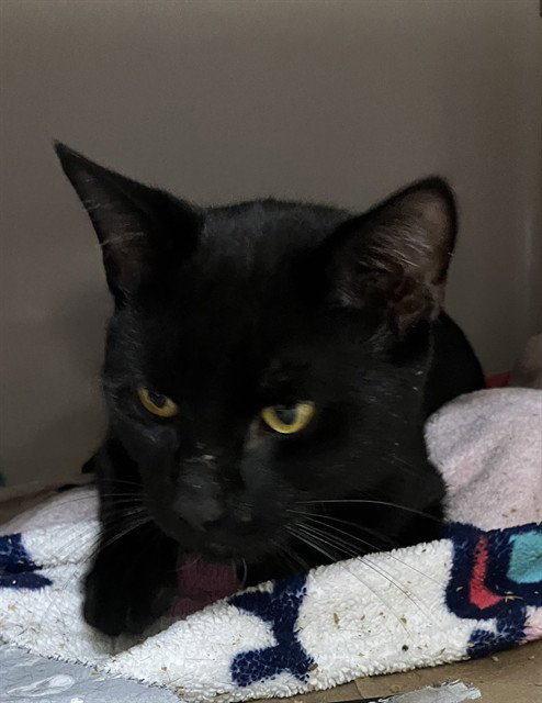 Eclipse, Domestic Short Hair