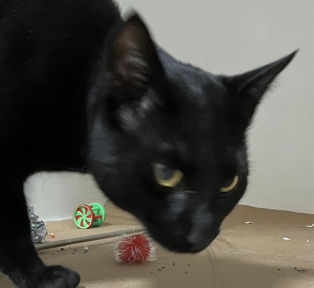 Astro, Domestic Short Hair