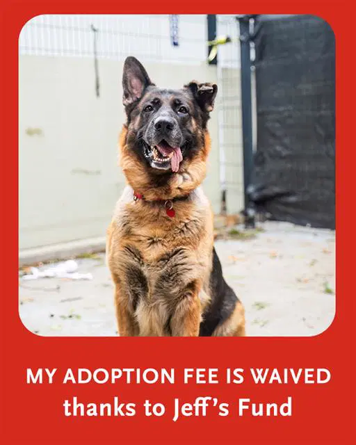 Blue - German Shepherd Dog