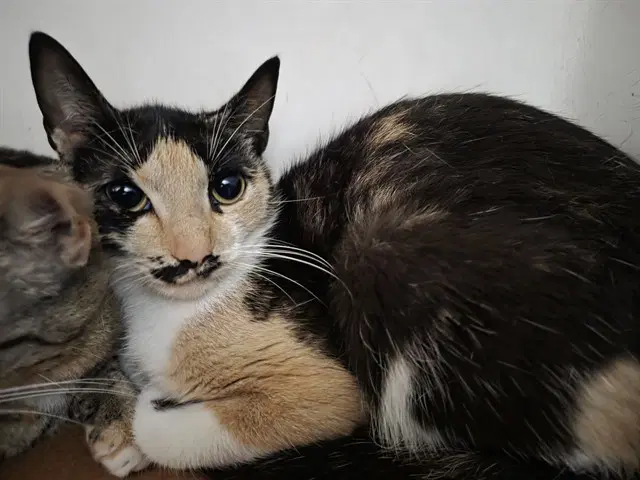 Luisa - Domestic Short Hair