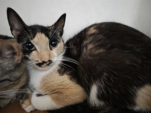 LUISA, a cat for adoption from Animal Rescue League of Boston - Headquarters