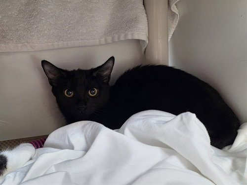 ELLIE, a cat for adoption from Animal Rescue League of Boston - Headquarters