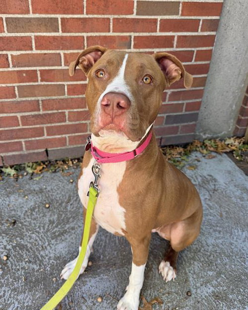 CHEX MIX, a dog for adoption from Animal Rescue League of Boston - Headquarters