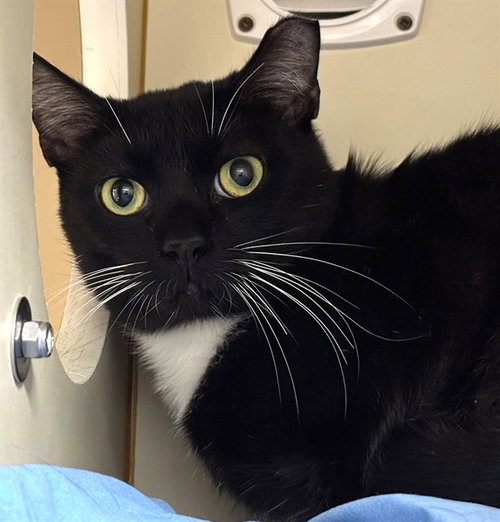 ALVIN, a cat for adoption from Animal Rescue League of Boston - Headquarters