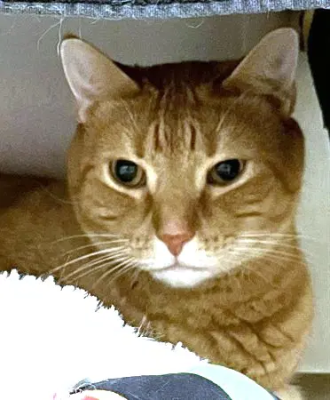 Sammy - Domestic Short Hair