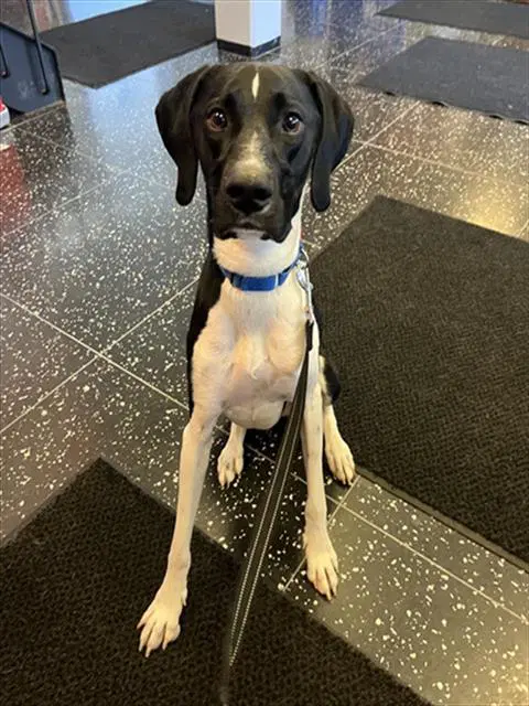 Boo - German Shorthaired Pointer