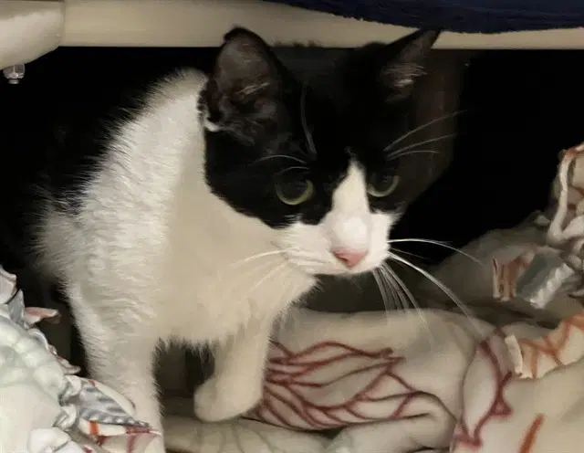Crumble - Domestic Short Hair