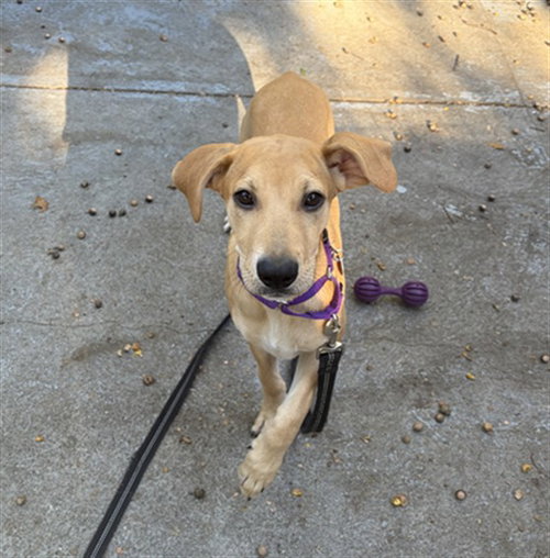 BENTLEY, a dog for adoption from Animal Rescue League of Boston - Headquarters