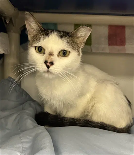 Maria - Domestic Short Hair