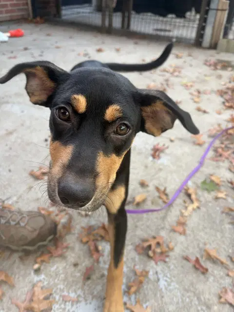 Jess - Australian Kelpie