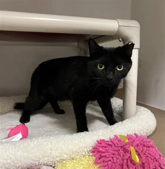 Simone - Domestic Short Hair