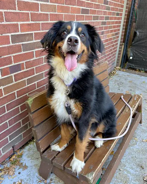 April - Bernese Mountain Dog