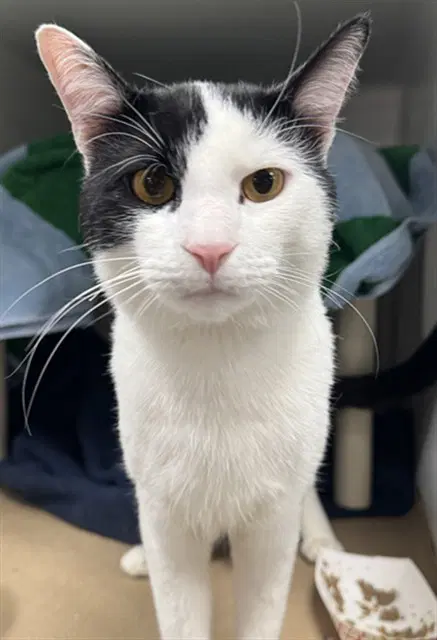 Dot - Domestic Short Hair