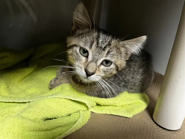 Reese - Domestic Short Hair