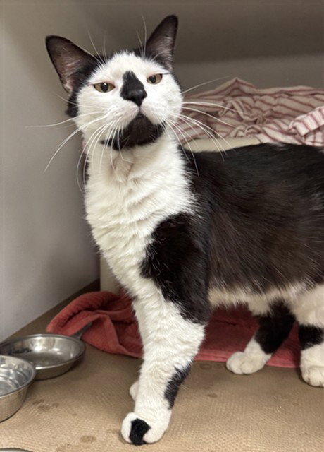 Melvin, Domestic Short Hair (medium coat)