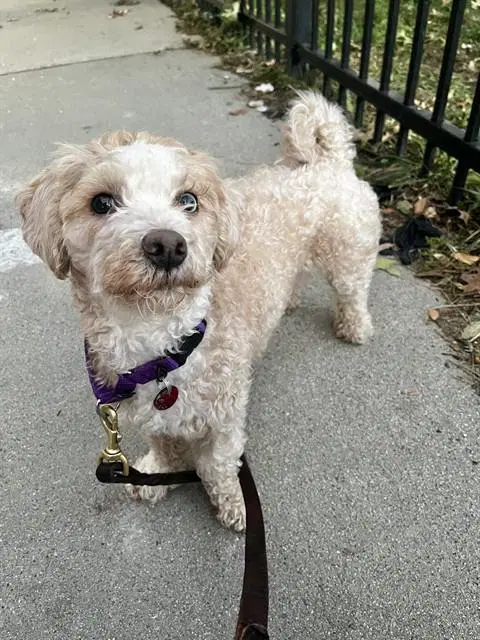 Coco - Poodle (Toy)