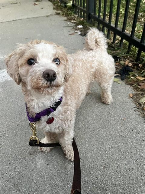 Coco