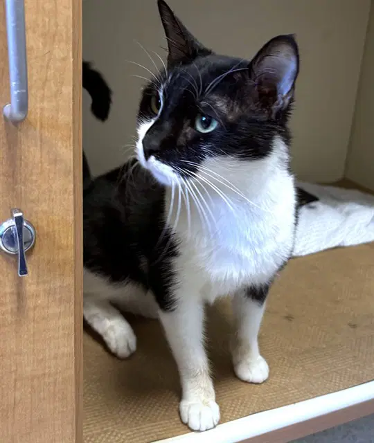 Brooks - Domestic Short Hair