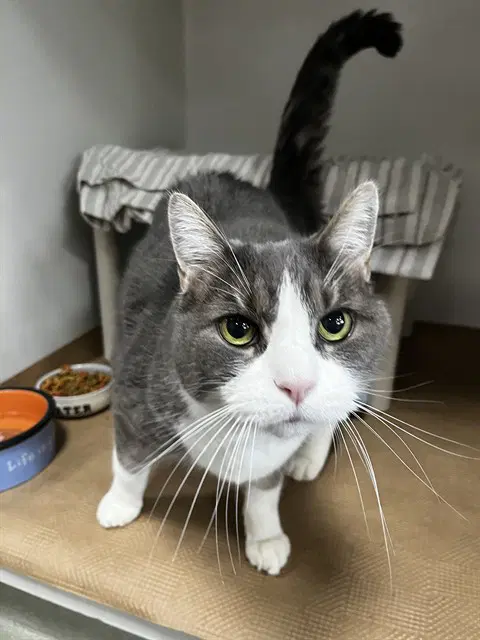Jackson - Domestic Short Hair