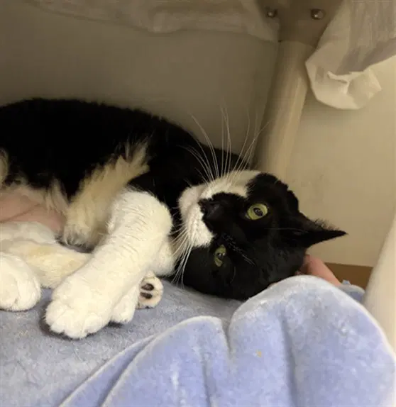 Cleo - Domestic Short Hair