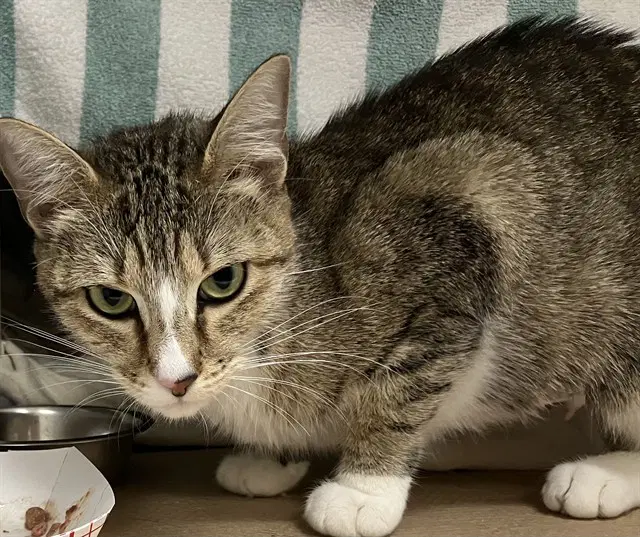 Susie - Domestic Short Hair
