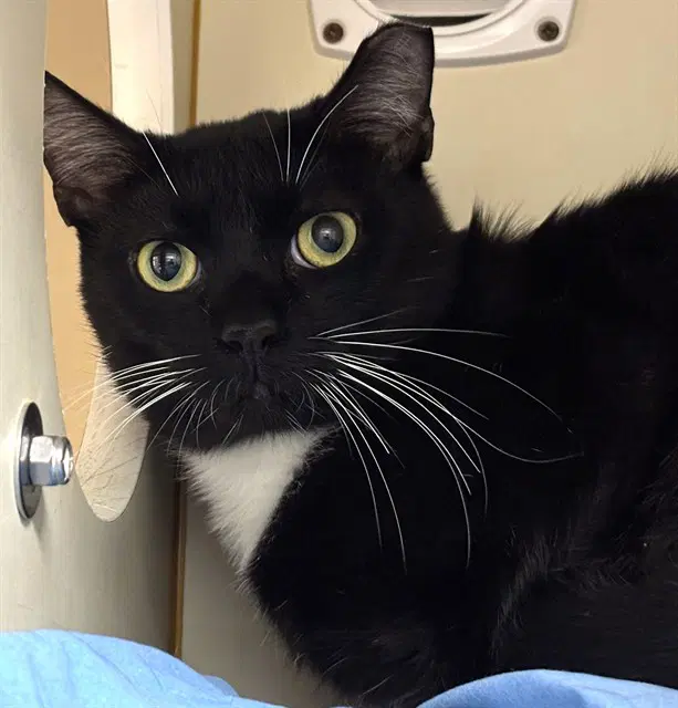 Alvin - Domestic Short Hair