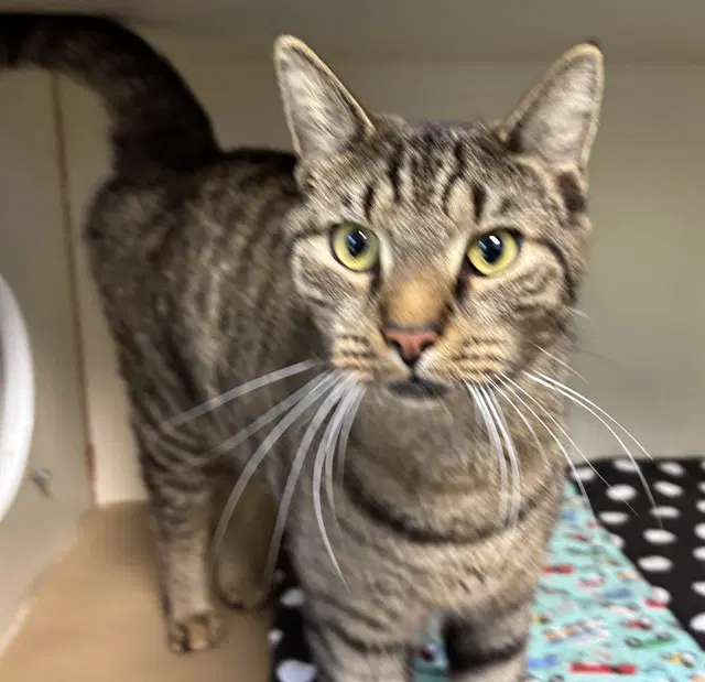 Leo - Domestic Short Hair