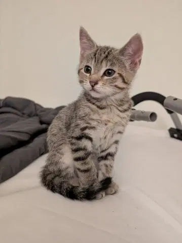 Savanna - Domestic Short Hair