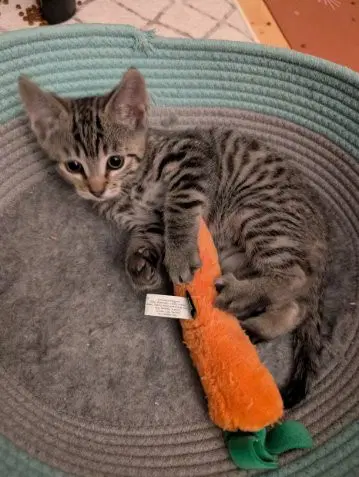 Dale - Domestic Short Hair