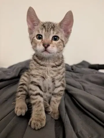 Piedmont - Domestic Short Hair