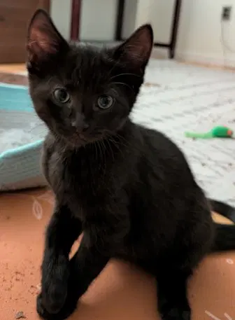 Bog - Domestic Short Hair