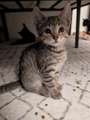 Gully - Domestic Short Hair