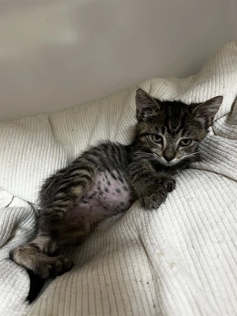 Roscoe