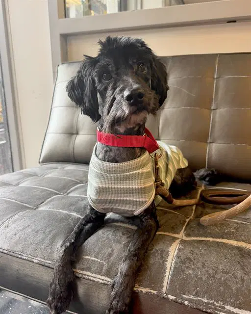 Panther - Poodle (Miniature)