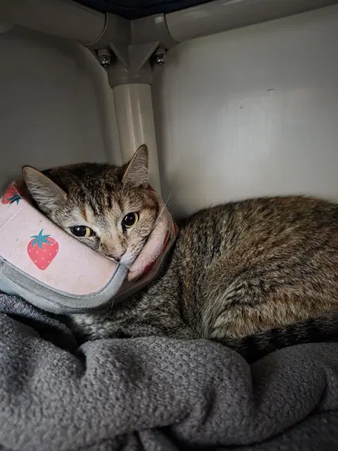 Tini - Domestic Short Hair
