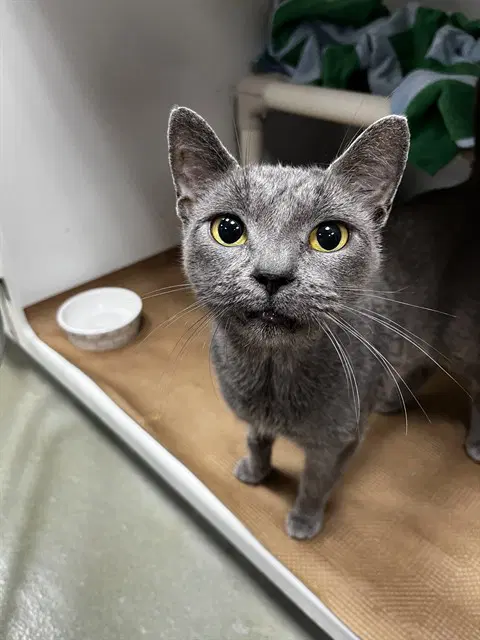 Church - Domestic Short Hair