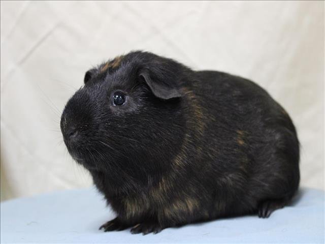 adoptable Guinea Pig in Brewster, MA named SAPPHIRE