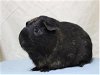 adoptable Guinea Pig in , MA named SAPPHIRE